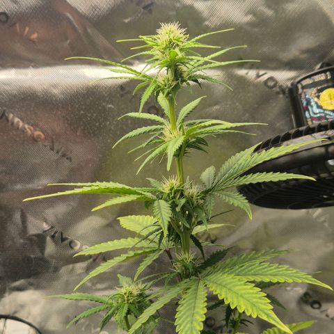 Carmella growlog timeline photo