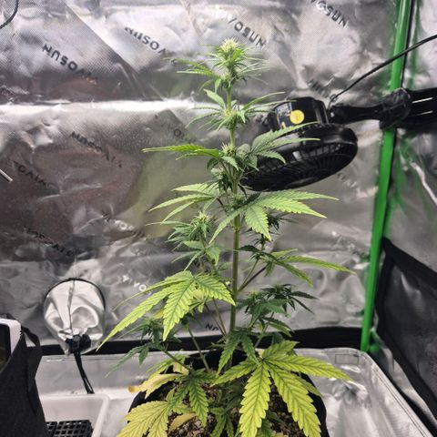 Carmella growlog timeline photo
