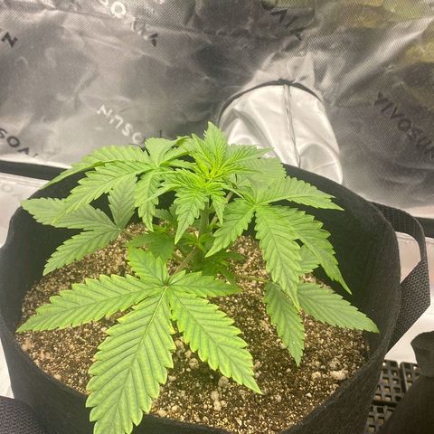 Lina growlog timeline photo