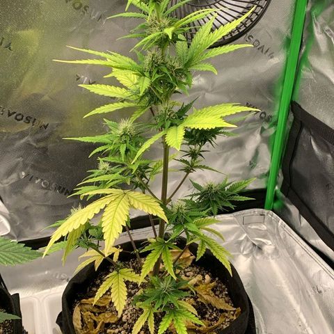 Carmella growlog timeline photo