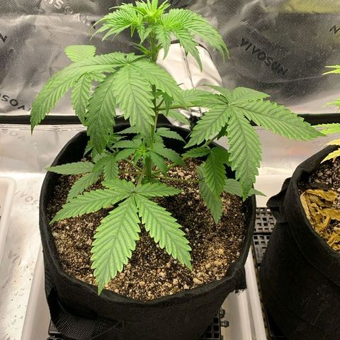 Lina growlog timeline photo