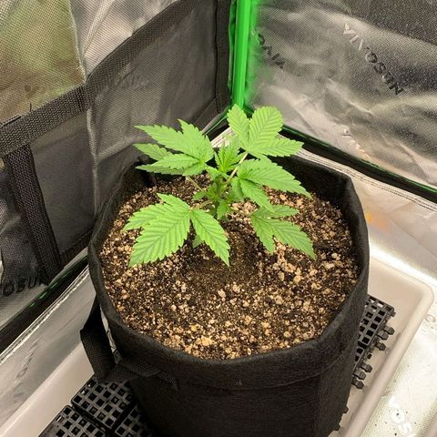 Malu growlog timeline photo