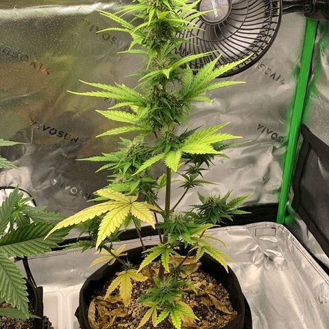 Carmella growlog timeline photo