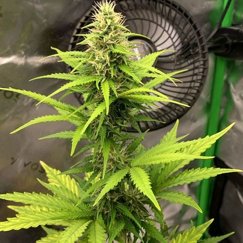 Carmella growlog timeline photo