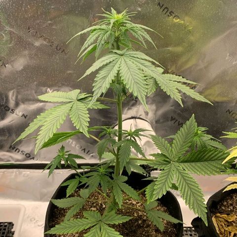 Lina growlog timeline photo