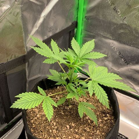 Malu growlog timeline photo