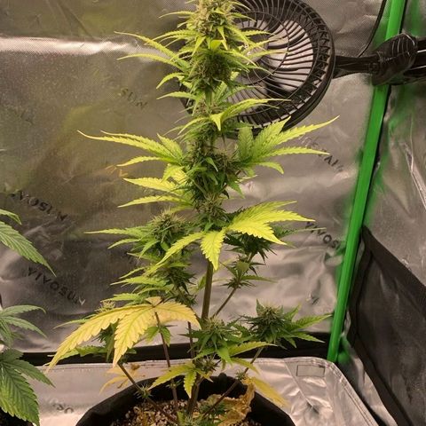 Carmella growlog timeline photo
