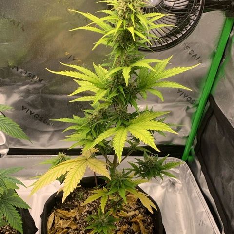 Carmella growlog timeline photo