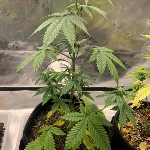 Lina growlog timeline photo