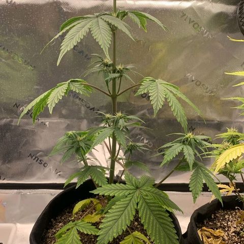 Lina growlog timeline photo
