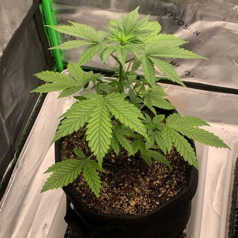 Malu growlog timeline photo