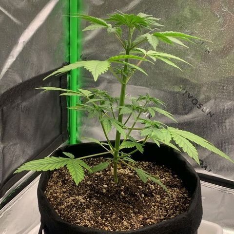 Malu growlog timeline photo