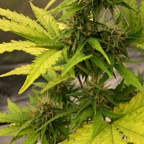 Carmella growlog timeline photo