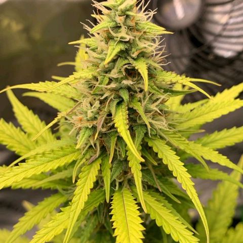 Carmella growlog timeline photo