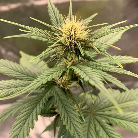 Lina growlog timeline photo