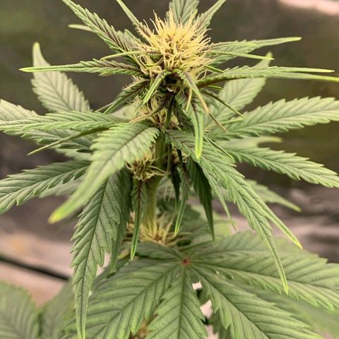 Lina growlog timeline photo