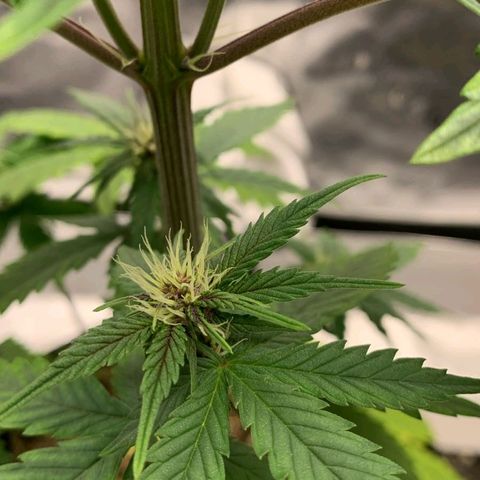Lina growlog timeline photo