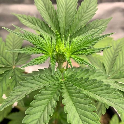 Malu growlog timeline photo