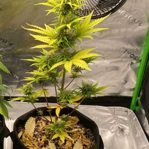 Carmella growlog timeline photo