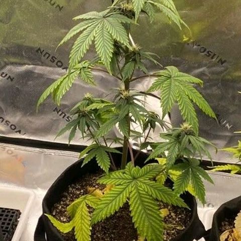 Lina growlog timeline photo