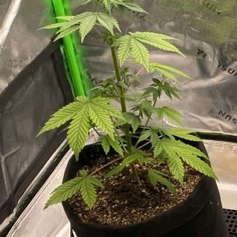 Malu growlog timeline photo