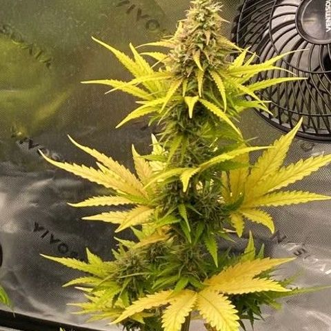 Carmella growlog timeline photo