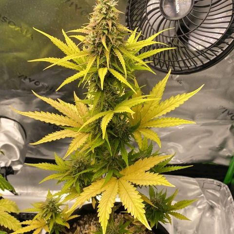 Carmella growlog timeline photo