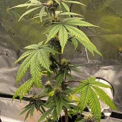 Lina growlog timeline photo