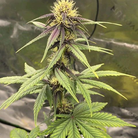 Lina growlog timeline photo