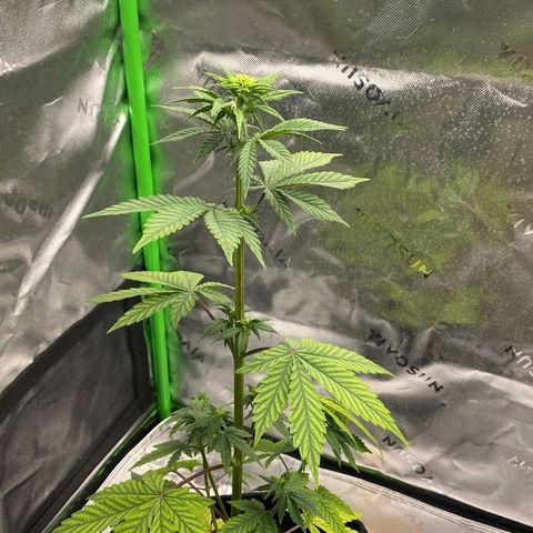 Malu growlog timeline photo