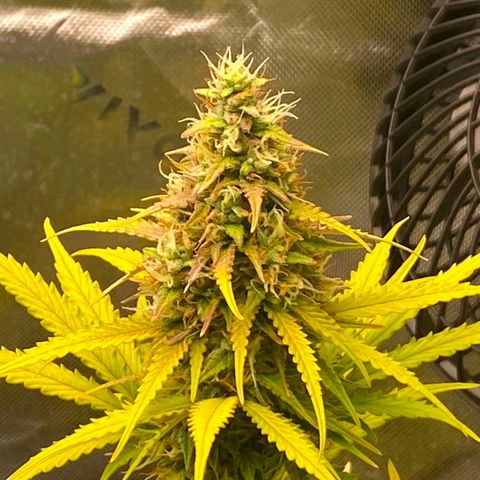 Carmella growlog timeline photo