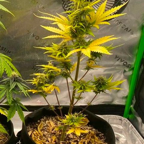 Carmella growlog timeline photo