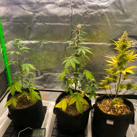 Lina growlog photo: Hight difference of my girls: 
The youngest Malu, middle child Lina and first born Carmen 💚
From what I've seen and know about their growth, I think the height difference is partly due to genetics, but mostly because I used tap water for Carmen at the beginning. Learned my lesson 😊