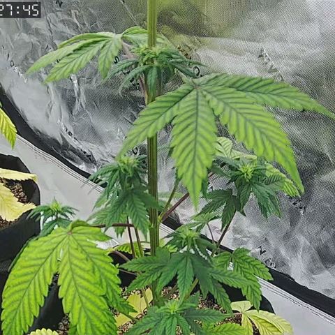 Malu growlog photo: Sorry for the low quality =( I've been out of town, so I've just been keeping an eye on them through the cam 😊
Malu's growing strong every day 💚