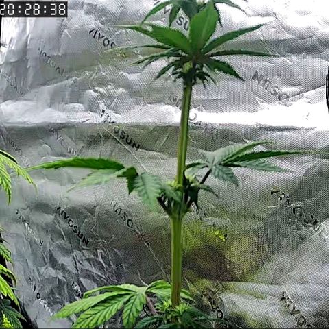 Malu growlog photo: Sorry for the low quality =( I've been out of town, so I've just been keeping an eye on them through the cam 😊
Malu's growing strong every day 💚