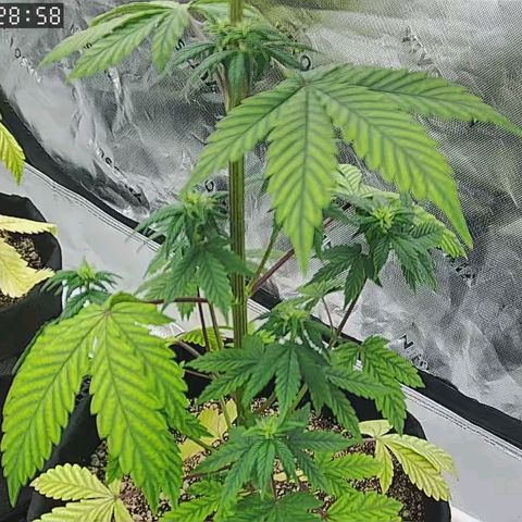 Malu growlog photo: Sorry for the low quality =( I've been out of town, so I've just been keeping an eye on them through the cam 😊
Malu's growing strong every day 💚