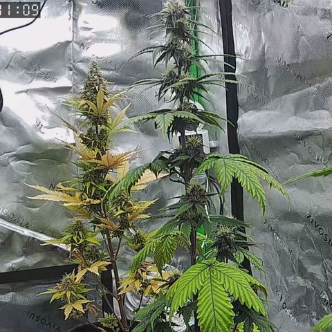 Lina growlog timeline photo
