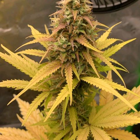 Carmella growlog timeline photo