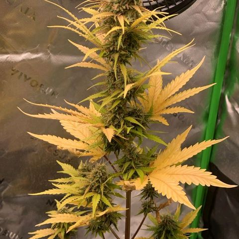 Carmella growlog timeline photo