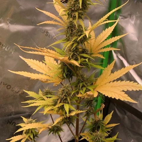 Carmella growlog timeline photo