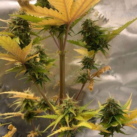 Carmella growlog timeline photo