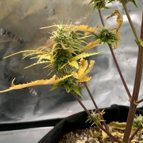 Carmella growlog timeline photo