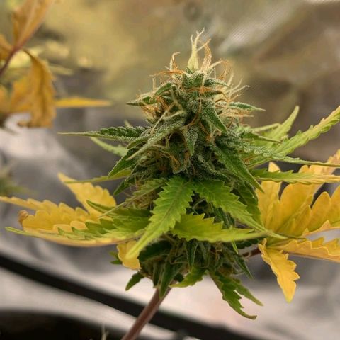 Carmella growlog timeline photo