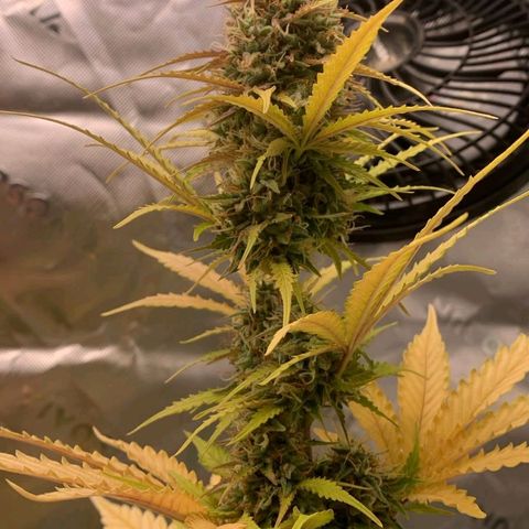 Carmella growlog timeline photo