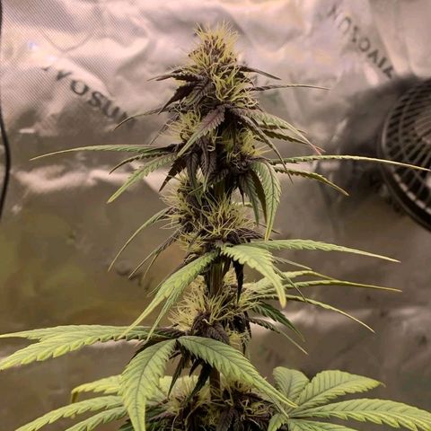 Lina growlog timeline photo