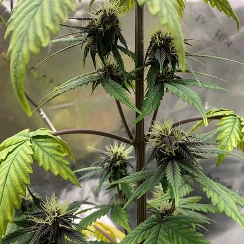 Lina growlog timeline photo