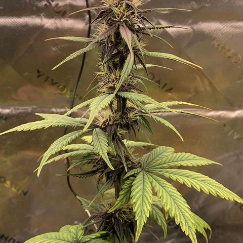 Lina growlog timeline photo