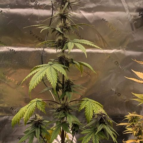 Lina growlog timeline photo