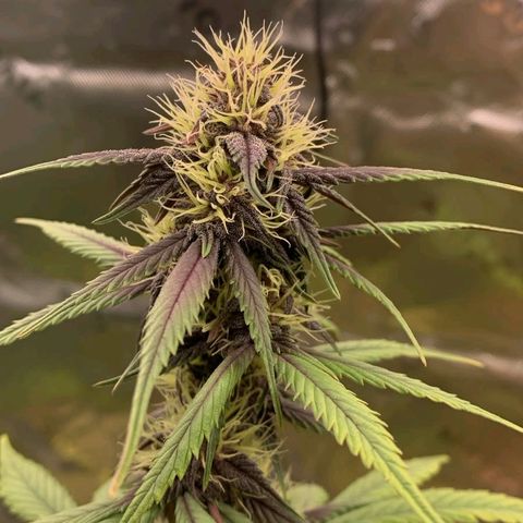 Lina growlog timeline photo
