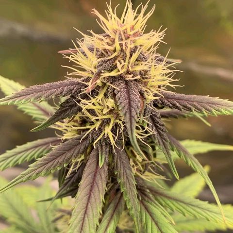 Lina growlog timeline photo